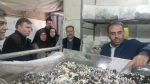 هیات نظارت وارزیابی استان تهران به ریاست سرکار خانم حجازی از دانشکده ملی مهارت کشاورزی پاکدشت بازدید بعمل آوردند 5