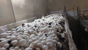 هیات نظارت وارزیابی استان تهران به ریاست سرکار خانم حجازی از دانشکده ملی مهارت کشاورزی پاکدشت بازدید بعمل آوردند 12