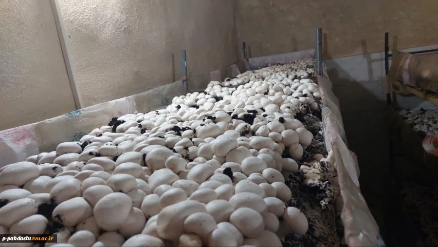 هیات نظارت وارزیابی استان تهران به ریاست سرکار خانم حجازی از دانشکده ملی مهارت کشاورزی پاکدشت بازدید بعمل آوردند 12