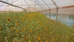 اهدای  ۵۰۰ شاخه گل آفتابگران  در بین حاضرین در تجمعات شبانه 4